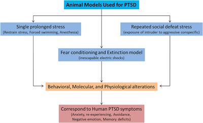 The neural circuits and molecular mechanisms underlying fear dysregulation in posttraumatic stress disorder